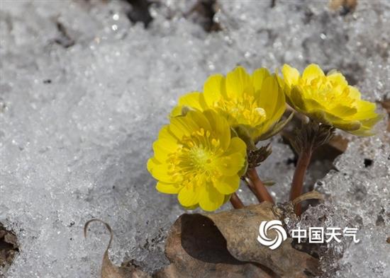 吉林省吉林市磨盘山，冰凌花在冰雪中盛开。（朱万昌/视觉中国）